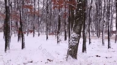 下雪的冬天就在森林里